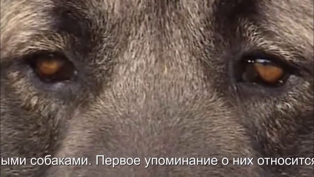 Лучшие бойцовые собаки - Кавказская овчарка смотреть онлайн
