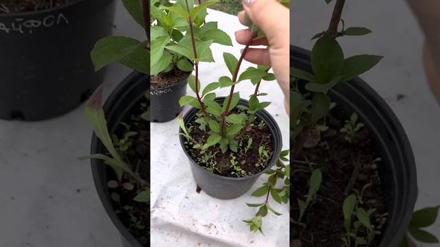 Обрезка покупных метельчатых гортензий: Бонфаер, Пастель Грин, Самарская Лидия, Скайфолл смотреть онлайн