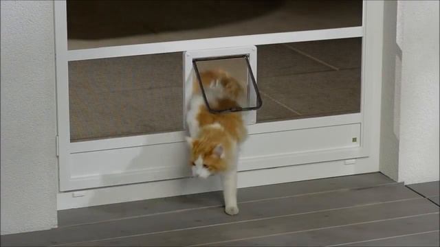 Москитная дверь с окошком для кошки. Германия смотреть онлайн