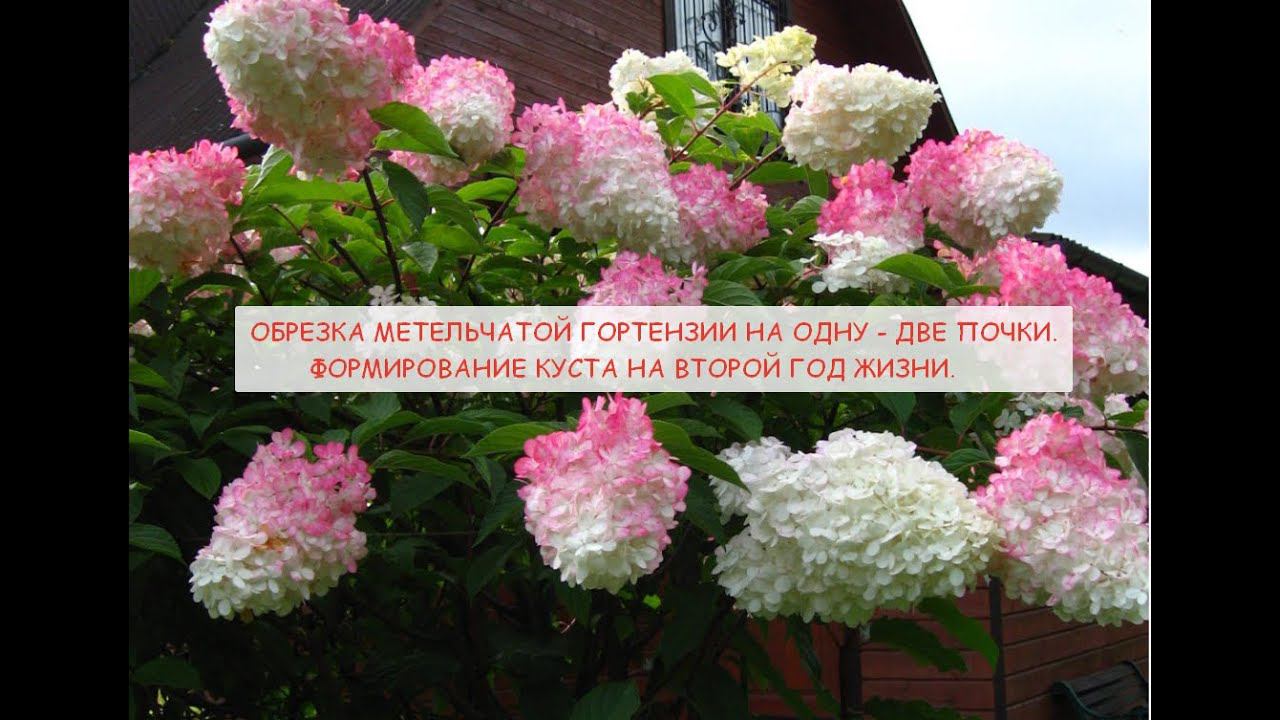 Короткая обрезка гортензии на 1-2 почки. Формирование куста на второй год. смотреть онлайн