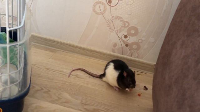 Крысы завтракают, одновременно развлекаются😍