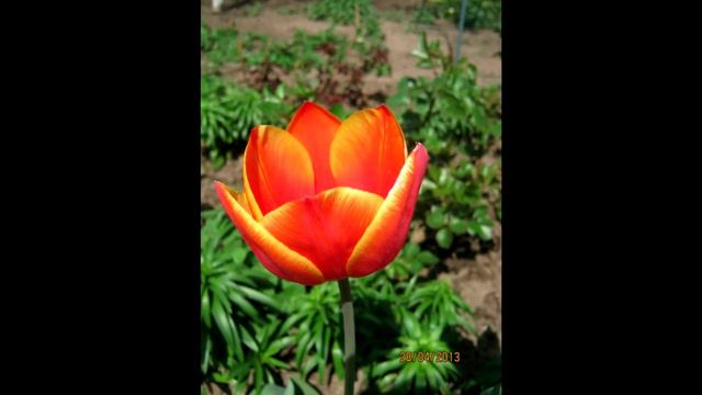 САД ВЕСНОЙ! ВЕСЕННИЕ ЦВЕТЫ! ЦВЕТЕНИЕ! SPRING GARDEN! SPRING FLOWERS! BLOSSOM! смотреть онлайн