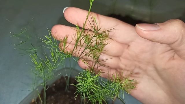 Спаржа. Выращивание из семян. 2 этап - уход за рассадой. смотреть онлайн