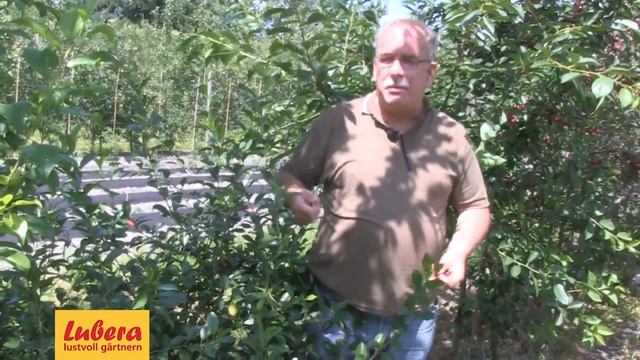 Strauchkirsche 'Carmine Jewel'