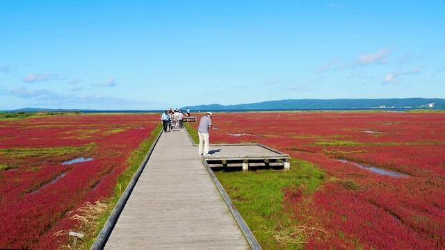 HOKKAIDO【Autumn colors】Samphire and Cosmos of Abashiri Quasi-National Park 能取湖. #4K #サンゴ草 смотреть онлайн