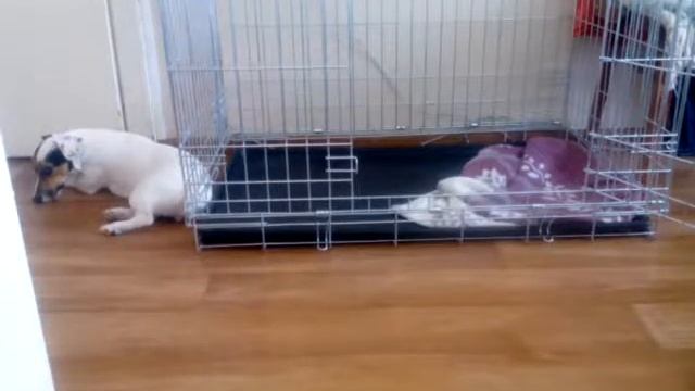 Факты о Амалии говорящая собака Амалия 1 часть смотреть онлайн
