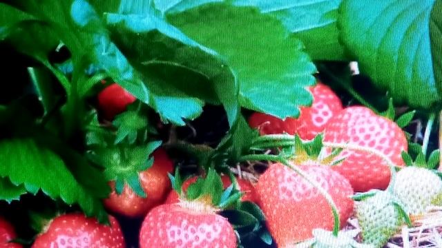 ШОК! ПОСЛЕДСТВИЯ БИОДОБАВКИ И КАК ЧИСТИТЬ КРОВЬ ЦИНКОМ КАЧЕСТВЕННЫМ - ИСТОЧНИК 31.05. 2020 г. смотреть онлайн