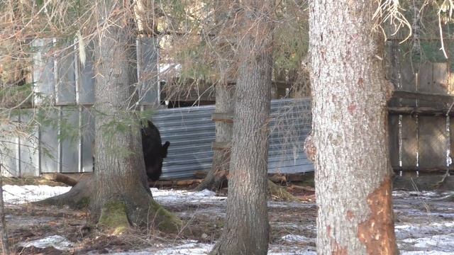 испытания лайки по кабану смотреть онлайн
