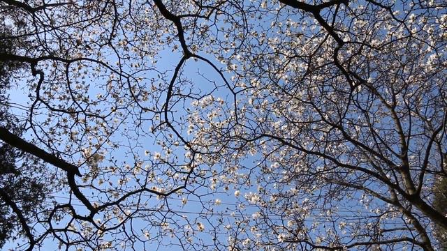 North American Magnolia tree named after #FrenchBotanist #PierreMagnol #NorthAmericanTree #Magnolia смотреть онлайн