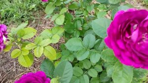 Красивые розы. Твайлайт Зоун (Twilight Zone) - роза умница!