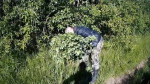 Веники для бани. Когда собирать березовые веники? Как вязать веники для бани?