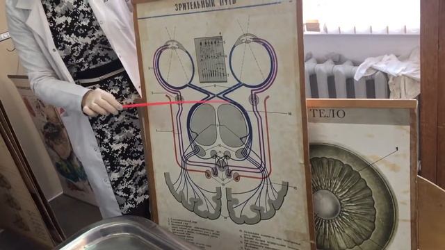 Зрительный путь смотреть онлайн