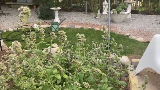 About Catnip (Nepeta cataria) | Ontario Weeds and Wildflowers смотреть онлайн