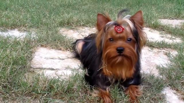 шоу кантри форева райский поцелуй (ТАЙГЕР) смотреть онлайн