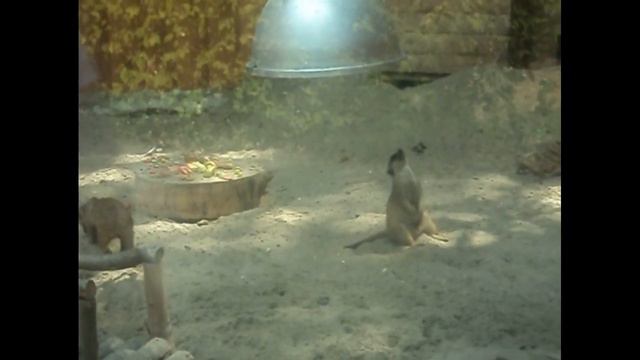 Забавные сурикаты Ростовского-на-Дону зоопарка смотреть онлайн