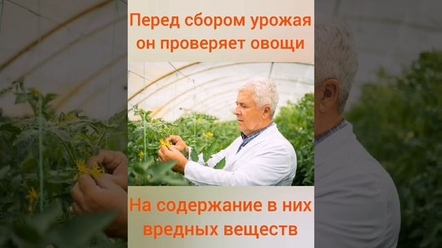 Виртуальная экскурсия ООО Тепличный комбинат "Белый город" смотреть онлайн