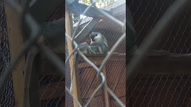 Что ищут обезьяны в шерсти друг друга? Привет, ребята! Лучшие видео для тетей смотреть онлайн