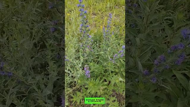 Как жить богато смотреть онлайн