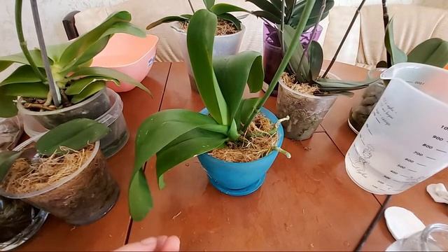 Все орхидеи дали цветоносы секреты ухода за орхидеями смотреть онлайн