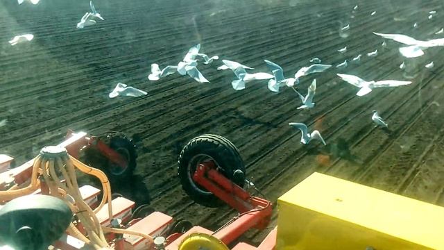 Посев сахарной свеклы смотреть онлайн