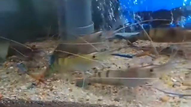 Вьетнам, Нячанг. Ресторанчик на реке Кай, пищевая составляющая) смотреть онлайн