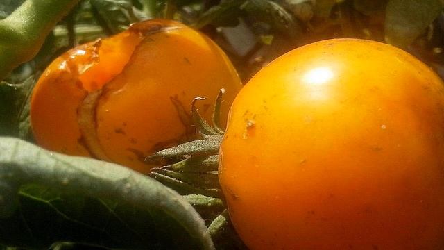 Искусство и Умелые Руки