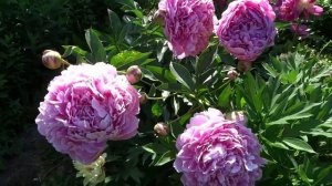 Пион СКАРБНИЦА ?? Paeonia SKARBNYTSYA: обзор, описание, цветение, отзыв