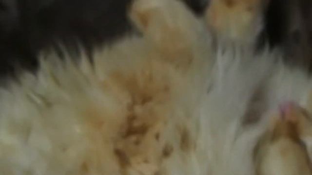 olympus pen light e-pl3. Maru ,the american curl ,is sleeping in a unique manner. And his paw pad. смотреть онлайн