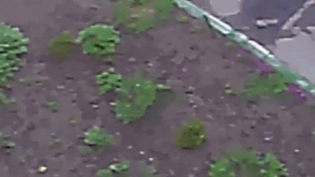 Во всю цветут вишни,яблони,груши.Запах возле деревьев волшебный. смотреть онлайн