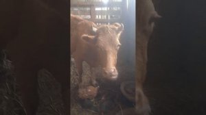что делать если корова не подпускает теленка?