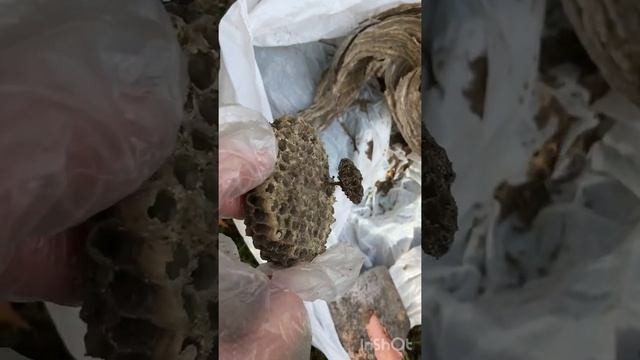 Осиное гнездо.Что внутри?) смотреть онлайн