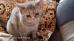 вы ВИДЕЛИ, как ЧИХАЕТ  КОШКА