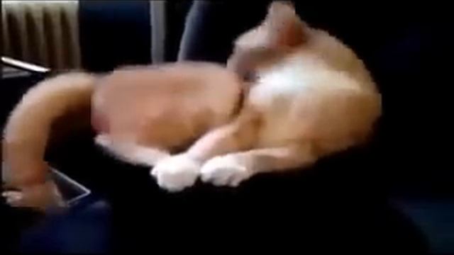 Кот кайфует смотреть онлайн