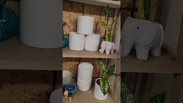 New houseplants just arrived today at the houseplant shop in Saint Leonard Maryland смотреть онлайн