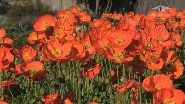 Auckland Botanic Gardens Visitor Centre Garden смотреть онлайн