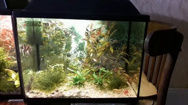 Почему умирают рыбки в аквариуме? смотреть онлайн