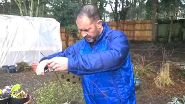 ✂ Taking Paperbark Birch Cuttings - SGD 287 ✂ смотреть онлайн