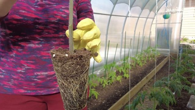 Переросли томаты - сажайте их лежа. Как посадить переросшую рассаду томатов смотреть онлайн