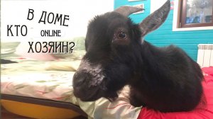КОЗЕЛ — ХОЗЯИН В ДОМЕ