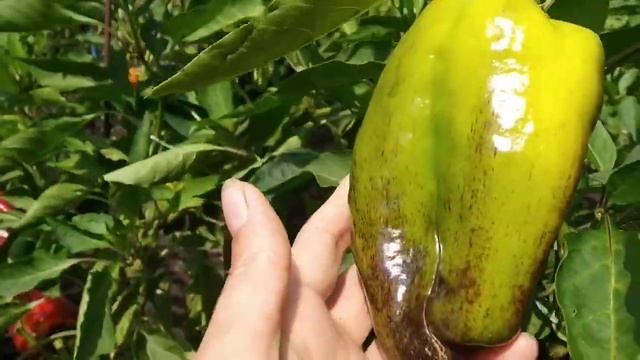 №27 "Синильга". Сорта перцев. Выращивание перца. Огород. Сад. Сладкий перец. смотреть онлайн