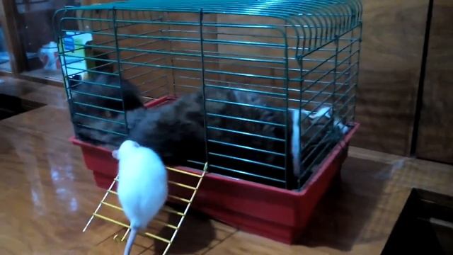 Кот и крыс смотреть онлайн