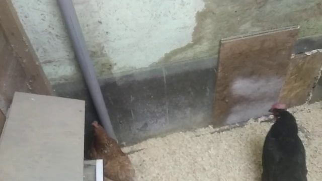 Вытяжка Гнёзда в курятнике смотреть онлайн