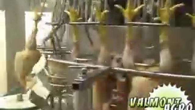 Промышленный убой птицы смотреть онлайн