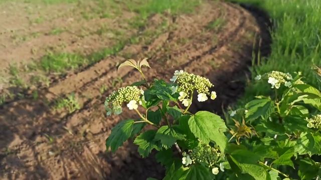 Калина обыкновенная (European dogwood, common snowball, Viburnum opulus). смотреть онлайн