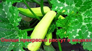 "Моя овощная грядка в мешках в доль забора"#сад#огород#дача