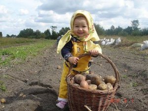 КАК СДЕЛАТЬ ТЁПЛЫЕ ГРЯДКИ под КАРТОФЕЛЬ.
