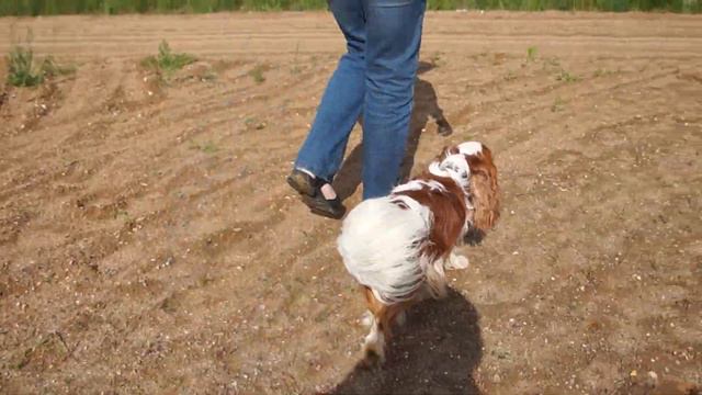 Норрис и Сэр Седрик. Июнь 2014.