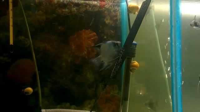 Скалярии, нерест Параиба и Темный фантом супер вуаль. смотреть онлайн