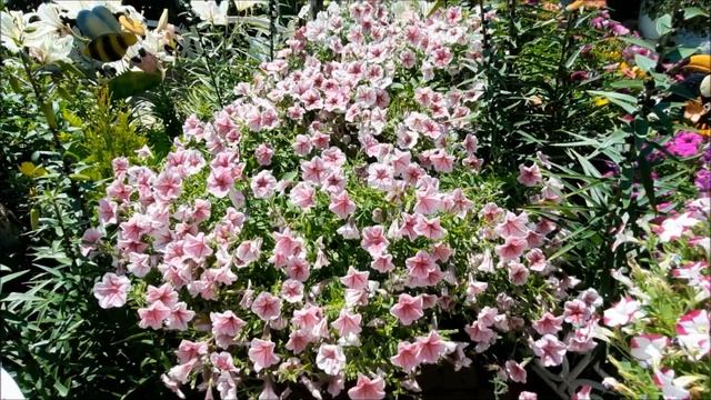 Обзор Cортов петунии: Опера,Mini Vista Pink Star, Фанфара,Бланкет.|Лучшие сорта ампельной петунии. смотреть онлайн