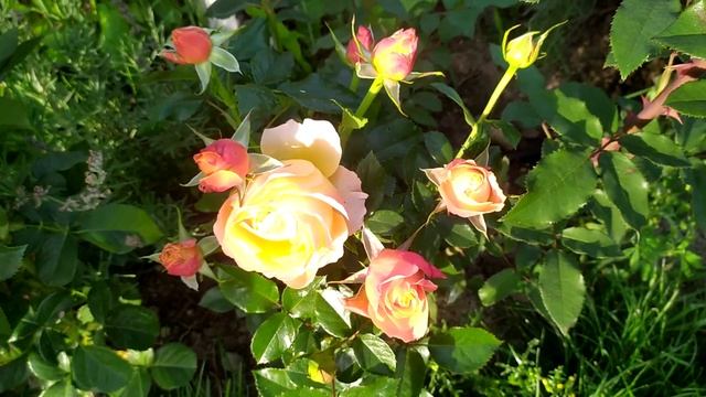 Яркие краски осени! (продолжение) 10 ярких сортов роз! смотреть онлайн